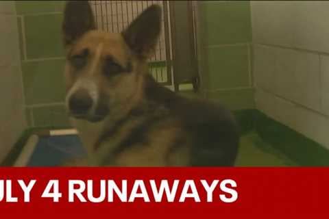 Dallas Animal Services preparing for July 4 runaways