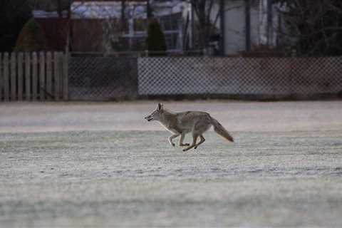 Teen Saves 9-Year-Old During a Brutal Coyote Attack in the Suburbs