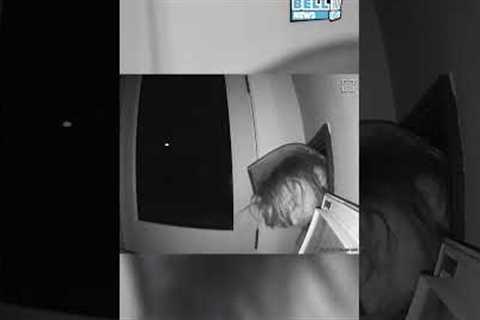 Better Lock That Doggy Door (Caught on Ring Doorbell)