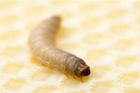 Extremely starving caterpillars: brand-new hero in the battle versus plastic waste