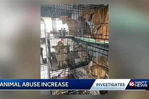 Animal Abuse Increase