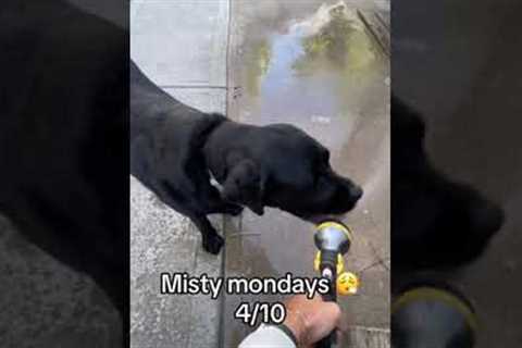 Picky dog rates the water settings on the garden hose