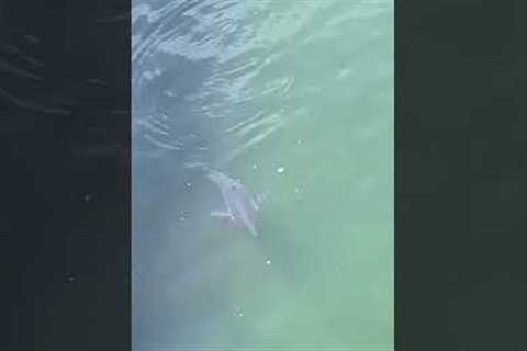 Diners delighted as they spot baby great white shark