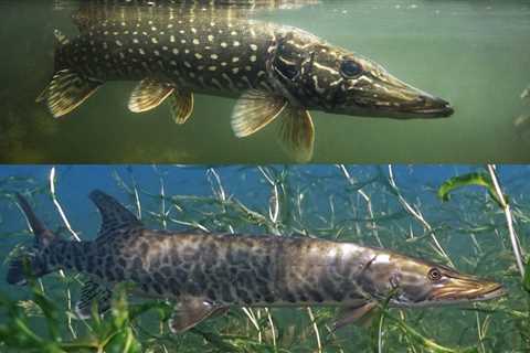 Muskie vs Pike: Which Is the Top Gamefish?