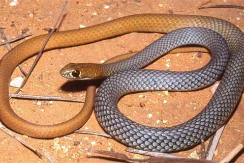 New Species of Venomous Snake Identified in Australia