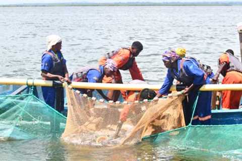 Women Shatter Gender Barriers in Uganda’s Fish Farming Industry — Global Issues