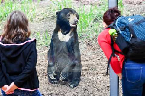 Ron Magill speaks about the viral video showing a bear standing on hind legs in China zoo – NBC Bay ..