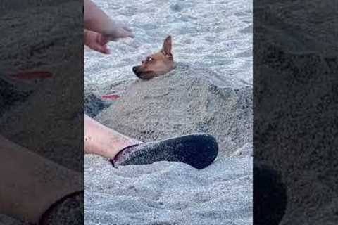 Small chihuahua loves getting buried in beach sand