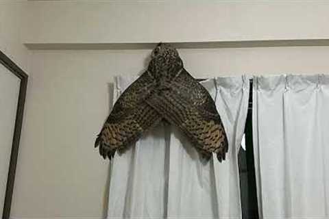 Pet owner mistakes his huge pet owl spreading its wings for giant moth