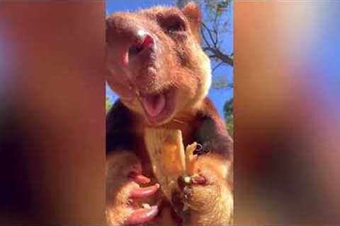 Super-cute and endangered tree kangaroo gorges on banana