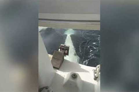 Sailor captures terrifying moment orca attacks his boat