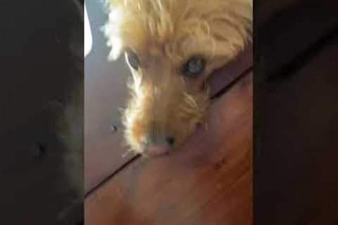 Labradoodle enjoys its favorite resting spot