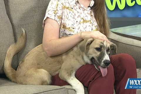 Pet of the Week: Klaus is looking for a forever home