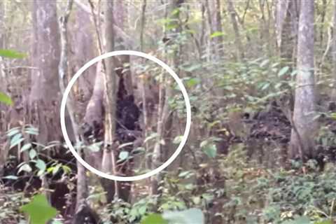 Incredible resurfaced clip shows Bigfoot moving through the Mississippi woods: Watch |  world news