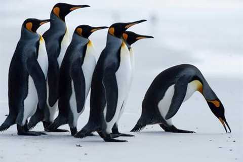 Early Antarctic melting decimates emperor penguins – •