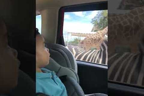 Toddler seeing zebra for the first time