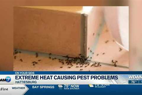 Extreme heat causing pest problems