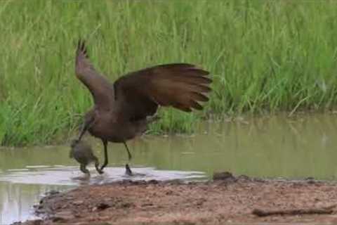 Brave bullfrog fights off massive bird singlehandedly