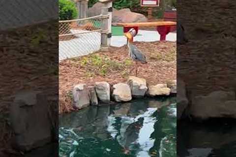 Wild crane jumps into park pond and catches a fish