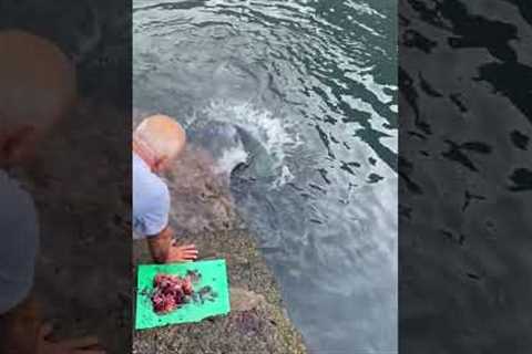 Feeding a Wild Manta Ray