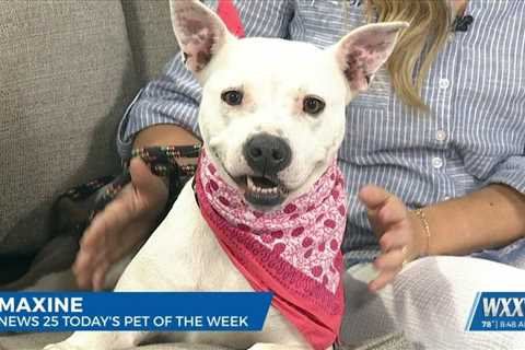 News 25’s Pet of the Week: Maxine is looking for a forever home