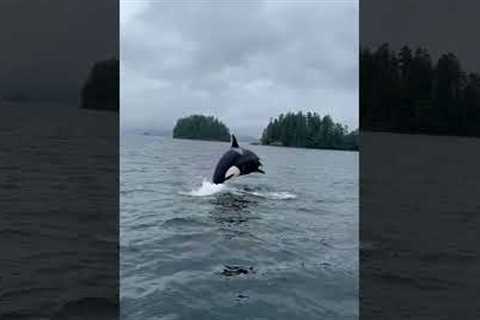 Orcas Put On A Show For Whale-Watchers