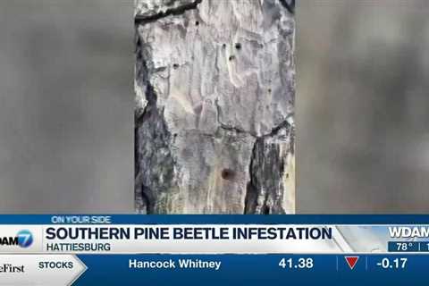 Weather large factor in Southern Pine Beetle infestation