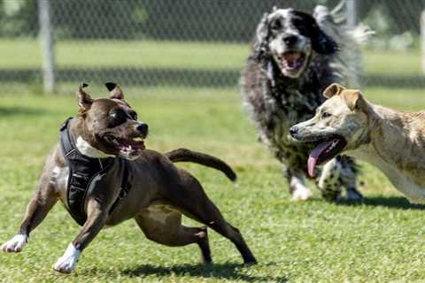 How long can a dog bark before you file a noise complaint? Laguna Beach counts the minutes