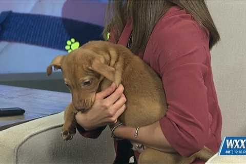 News 25 Pet of the Week: Wiggles is looking for a forever home