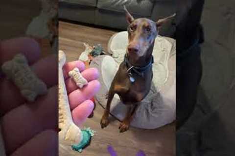 Dog owner shows difference between treat for her small chihuahua vs big Doberman Pinscher