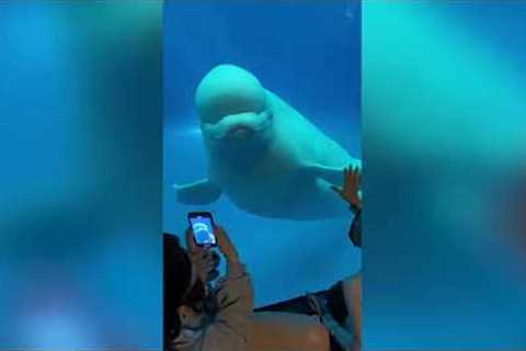 'Annoyed' Beluga whale snaps at tourists banging on aquarium's glass in Taiwan