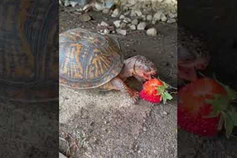 Watch and enjoy the satisfying ASMR of turtle eating strawberry!