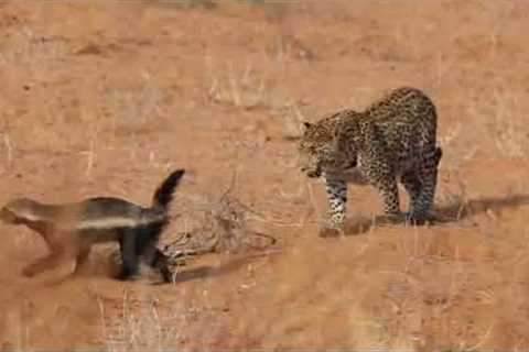 Brave honey badger survives leopard attack