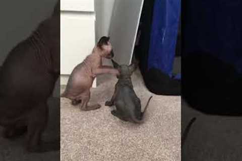 Sphynx kittens have a fun time playing