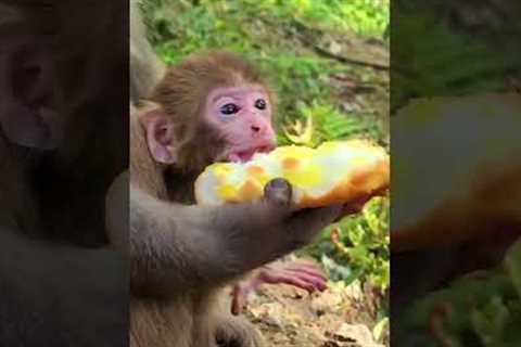 Sweet baby monkey cuddles up to mother