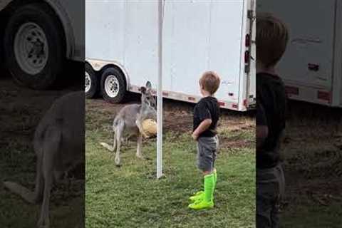 Kid plays tetherball with tame kangaroo in Texas