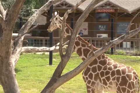 Hattiesburg Zoo welcomes third reticulated giraffe