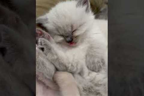 Sleeping Kitten's Tiny Tongue