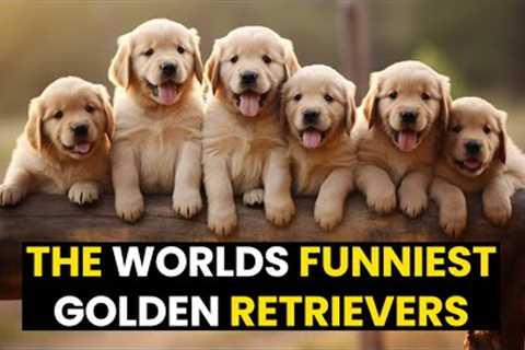 TOP 21 - The BEST Of Golden Retrievers | You Won't Stop LAUGHING!