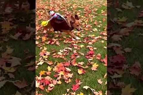 Tiny cowboy rides on dogs back - hilarious costume!