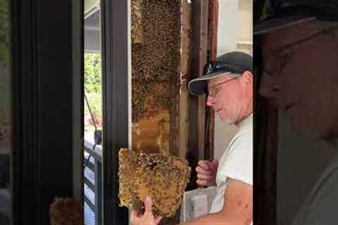 Intricate operation as colony of 30,000 bees removed from inside wall