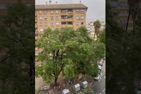 Storm Sends Tree Toppling Onto Car