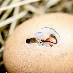 Newborn chicks are attracted to objects that move upwards, shows study