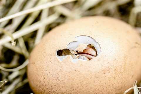 Newborn chicks are attracted to objects that move upwards, shows study