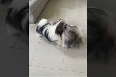 Two Shih Tzus look like Chinese lion dance while playing