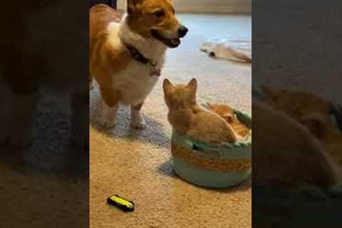 Passive corgi tries to get kittens out basket