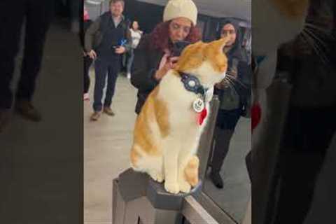 Ticket checking cat enjoys new job!