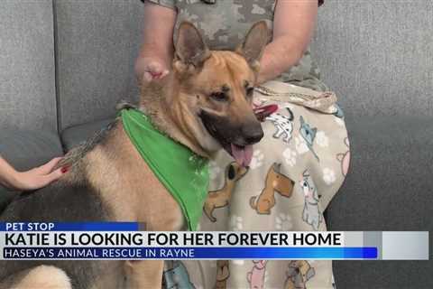 Pet Stop: Adopt Katie with Haseya’s Animal Rescue