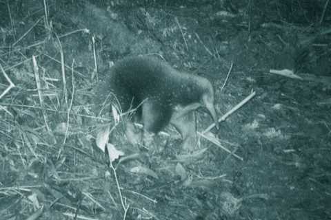 Attenborough’s Long-Beaked Echidna Rediscovered After 60 Year-Absence to Science