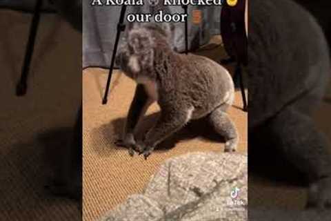 Wild koala walks into family home and climbs on to beds and in rooms